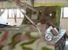 Ardelt Waffentrager